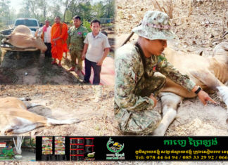 ទន្សោងទម្ងន់១តោន ងាប់ដោយសារជាប់អន្ទាក់ព្រាន ក្នុងដែនជម្រកសត្វព្រៃព្រះរកា