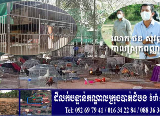 ទីតាំងចិញ្ចឹមមាន់ជល់ពីរកន្លែង ត្រូវបានអាជ្ញាធរស្រុកពញ្ញាឮ សម្រេចបិទជាស្ថាពរ
