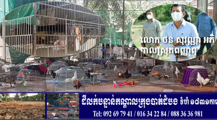 ទីតាំងចិញ្ចឹមមាន់ជល់ពីរកន្លែង ត្រូវបានអាជ្ញាធរស្រុកពញ្ញាឮ សម្រេចបិទជាស្ថាពរ