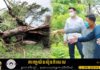 អភិបាលខេត្តត្បូងឃ្មុំ ចុះដាំដើមពោធិ៍ ដួលរលំឡើងវិញ ដែលពលរដ្ឋយល់ច្រឡំថាជាដើមពោធិ៍ប្រវត្តិសាស្រ្ត ទុំទាវ