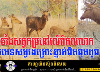រមាំងសត្វកម្រនៅលើពិភពលោក ស្ថិតក្នុងបញ្ជីឧបសម្ព័ន្ធទី១ នៃអនុសញ្ញាសាយតេស និងក្នុងបញ្ជីក្រហមរបស់អង្គការ IUCN ជាប្រភេទសត្វរងគ្រោះថ្នាក់ជិតផុតពូជ