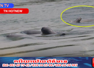 “កូនផ្សោតកើតថ្មី” អន្លង់កាំពី ខេត្តក្រចេះ ចំថ្ងៃនៃសេចក្តីស្រឡាញ់