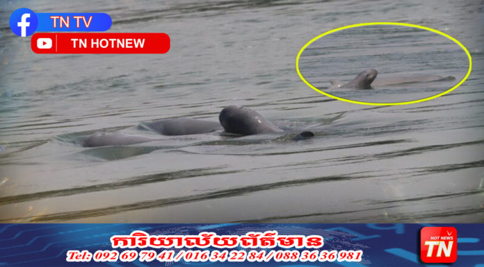 “កូនផ្សោតកើតថ្មី” អន្លង់កាំពី ខេត្តក្រចេះ ចំថ្ងៃនៃសេចក្តីស្រឡាញ់