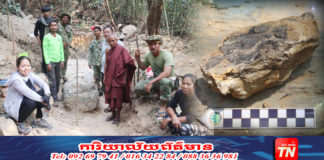 ក្រុមសិក្សាផូស៊ីល នាយកដ្ឋានតំបន់បេតិកភណ្ឌ រកឃើញហ្វូស៊ីលដើមឈើ នៅតំបន់បេតិកភណ្ឌធម្មជាតិភ្នំត្បែង