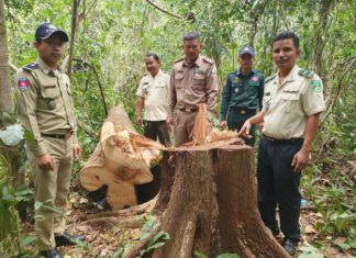 ដើមសំរ៉ង កំពុងរងការកាប់បំផ្លាញយ៉ាងខ្លាំង ដែលអាចឈានទៅរកការដាច់ពូជ