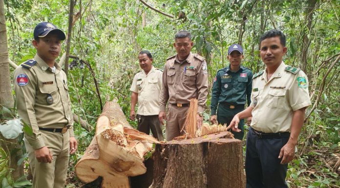 ដើមសំរ៉ង កំពុងរងការកាប់បំផ្លាញយ៉ាងខ្លាំង ដែលអាចឈានទៅរកការដាច់ពូជ